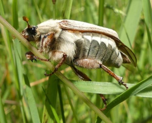 Melolontha sp.